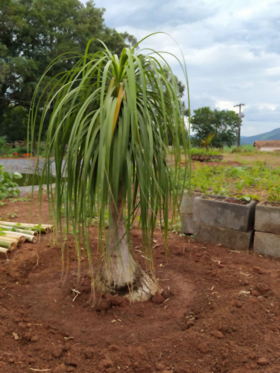 Serginho e Chinho Serviços de Prestação de Jardinagem em Geral